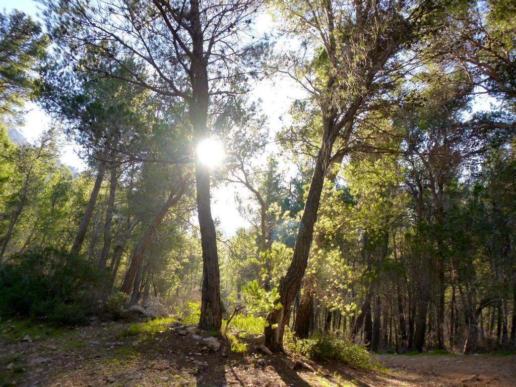 Finca Ses Fontanelles Andraitx Bagian luar foto