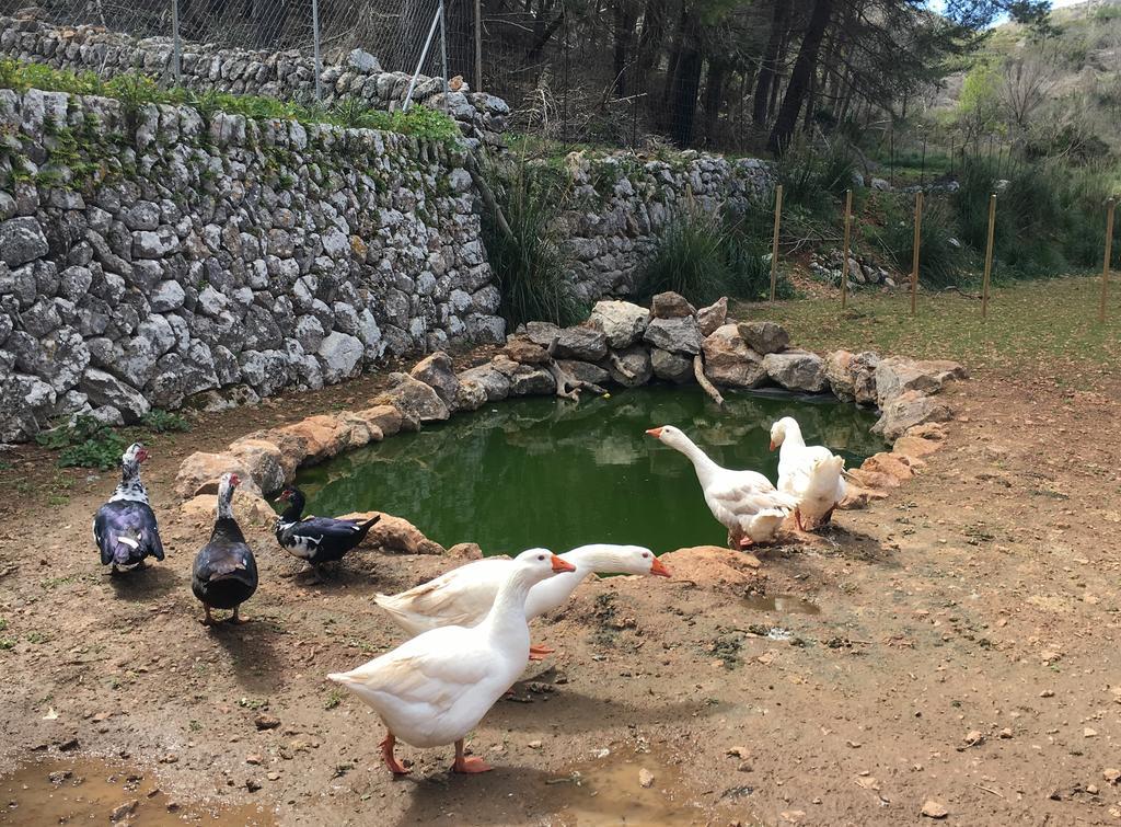 Finca Ses Fontanelles Andraitx Bagian luar foto